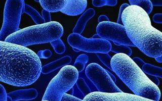 Какая разница между аэробными и анаэробными бактериями?