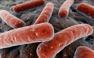 Лактобактерия Lactobacillus spp: особенности, расшифровка и норма