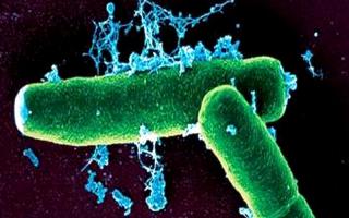 Инфекции вызванные микобактериями (Mycobacterium tuberculosis, leprae, avium и т